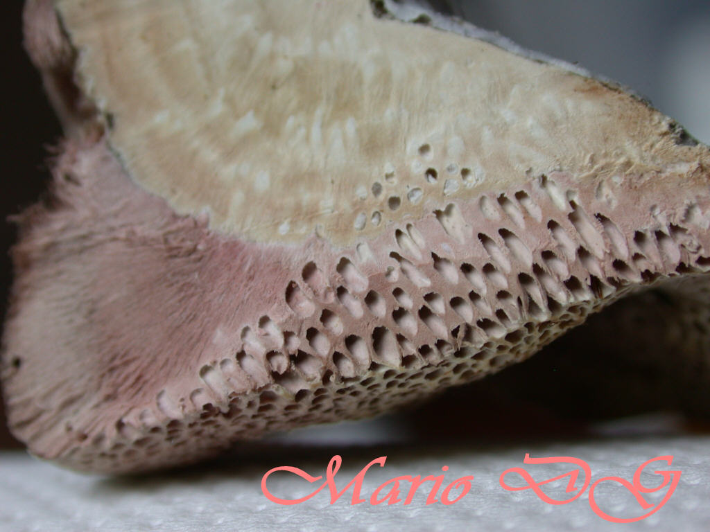 Un bellissimo peloseto ... QUIZ